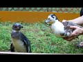 ペンギンっぽい模様のアヒルとペンギンを会わせてみると・・・・