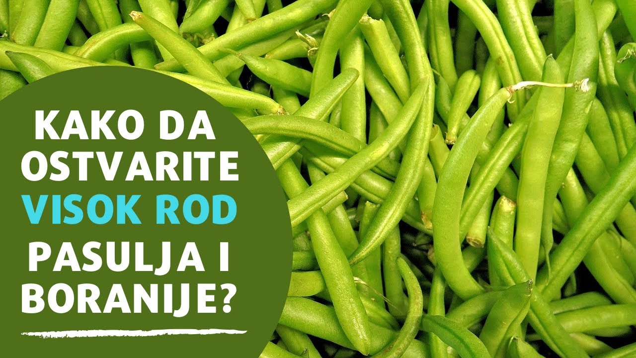 Uspešno Gajenje Pasulja i Boranije | Sprečite Opadanje Cvetova Pravim Djubrivom | AGROmedia Ep. 617