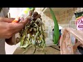 orquideas pudricion de corona como salvarla