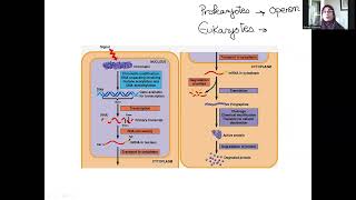 Gene expression Regulation- Chromatin /Post transcription/translation- Exons/Introns -ncRNAs 2026
