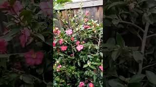 Download Mp3 BEAUTIFUL Camellia flowers - #shorts #flowers Gudang lagu Download Mp3 BEAUTIFUL Camellia flowers - #shorts #flowers