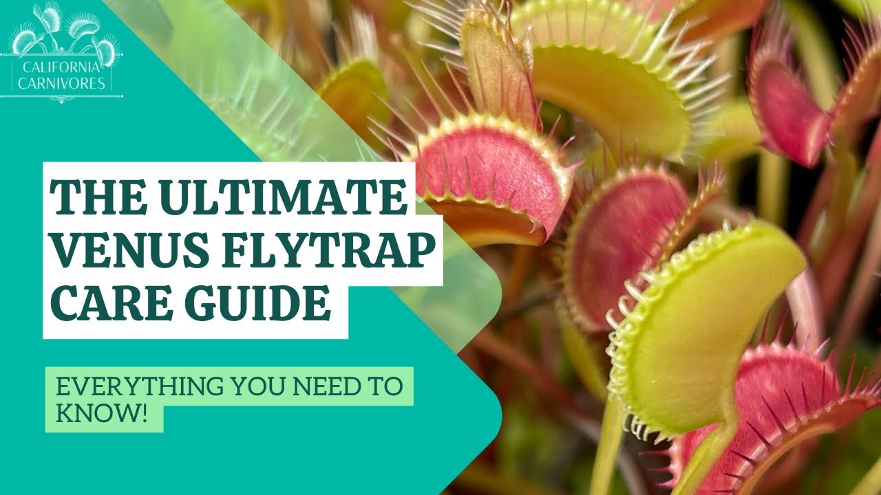 VENUS FLY TRAP CARE: Basic Guide & Tips for Growing Carnivorous Plants  