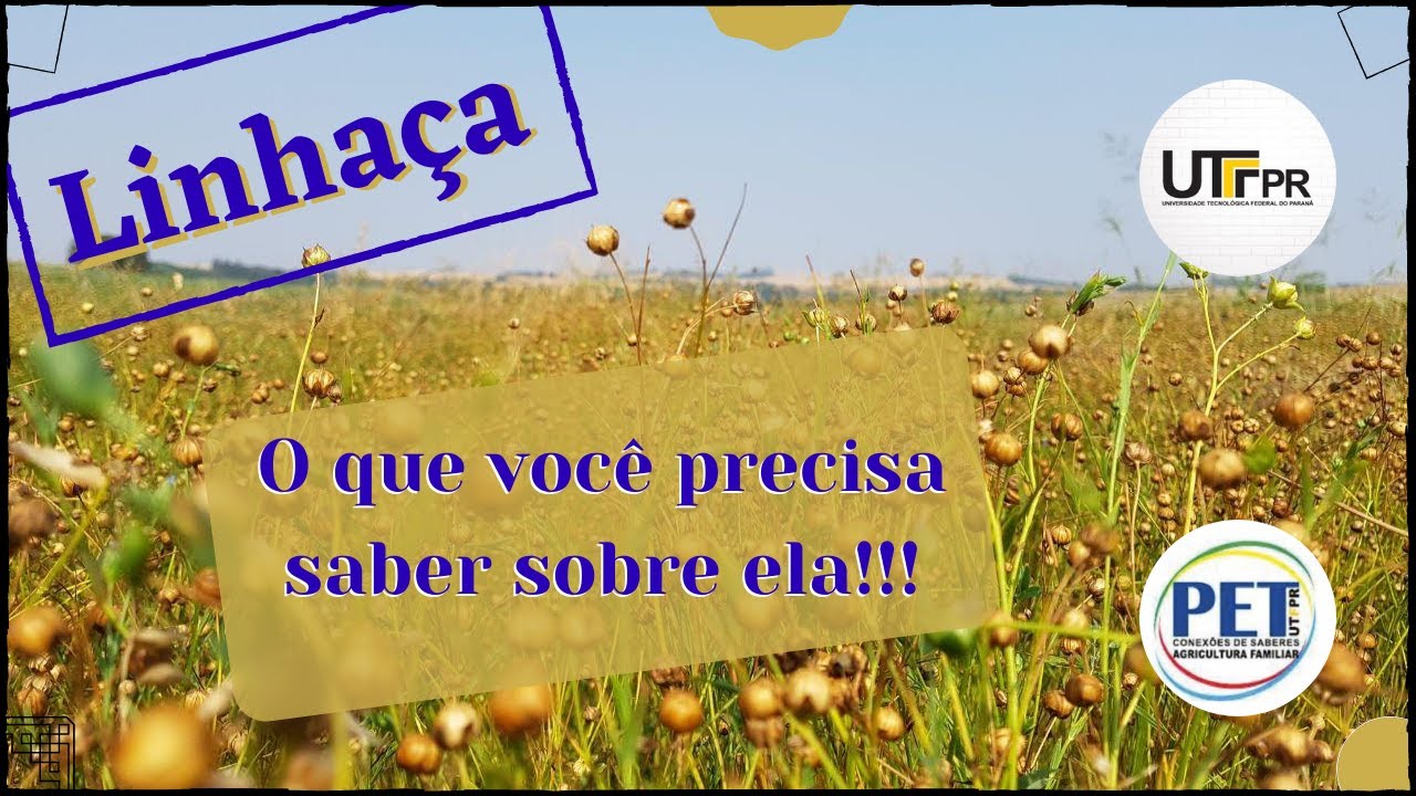 Qual A Melhor Época Para Plantar Linhaça?
