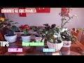 Hermosas Begonias de colección.