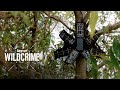 Rainforest Connection and Illegal Logging