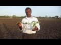 Water divining using single stick and snail shell- ground water