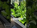 Why the Winter Sun Makes Gardening So Magical ❄️🌱
