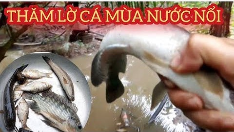 Mùa nước nổi đi thăm lờ kiếm được mớ cá đồng.