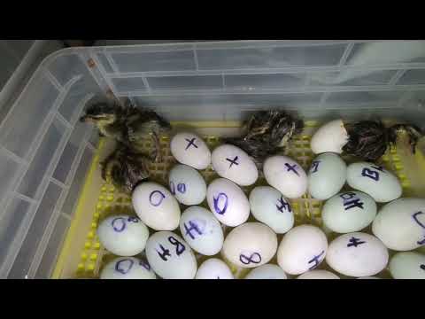 Video: Jak se starat o kachny (s obrázky)