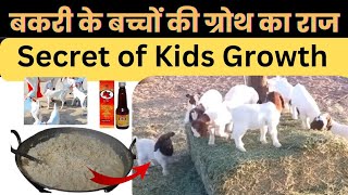 बकरी के बच्चों की ग्रोथ का राज 💪  bakri ke bacche ka growth kaise badhaye Secret of Kids Growth