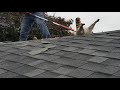 Raccoon gets stuck trying to break and enter inside a attic roof.