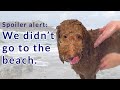 How to Give Your Dog a Bath at Home - Red Poodle Gets a Bath