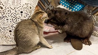 A BEAVER MEETS SAND AND SINGAPURA CATS