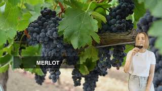 Merlot   Jean Edwards Cellars