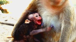 Famous HOT...HOT...CRY...CRY...Reason why Titan...cos much hungry Titan eat chili and extremely cry Wealth