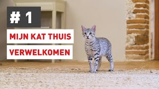 Hoe zorg ik dat mijn kat zich welkom voelt?