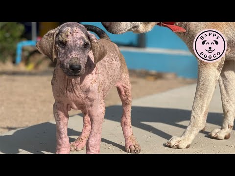 Wideo: Adorable New Puppy pomaga usztywnić serca złamane przez tragedię