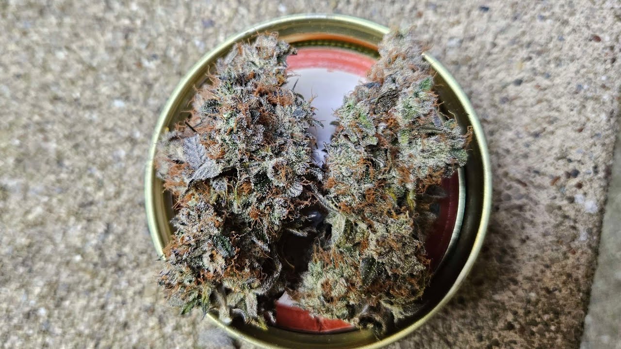 Cherry Bang Bang Cannabis/Weed Strain Final 3 Weeks + Harvest