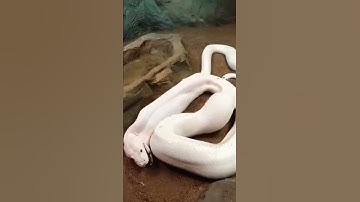white python eats rabbit 🐇😴#shorts#videos#youtubeshorts