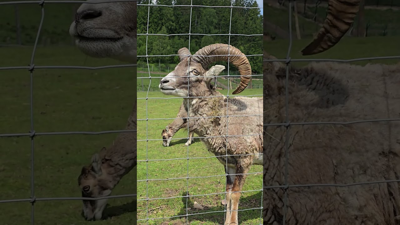 Ovis gmelini🐐🐐, zoo Łączna, goat 🐐