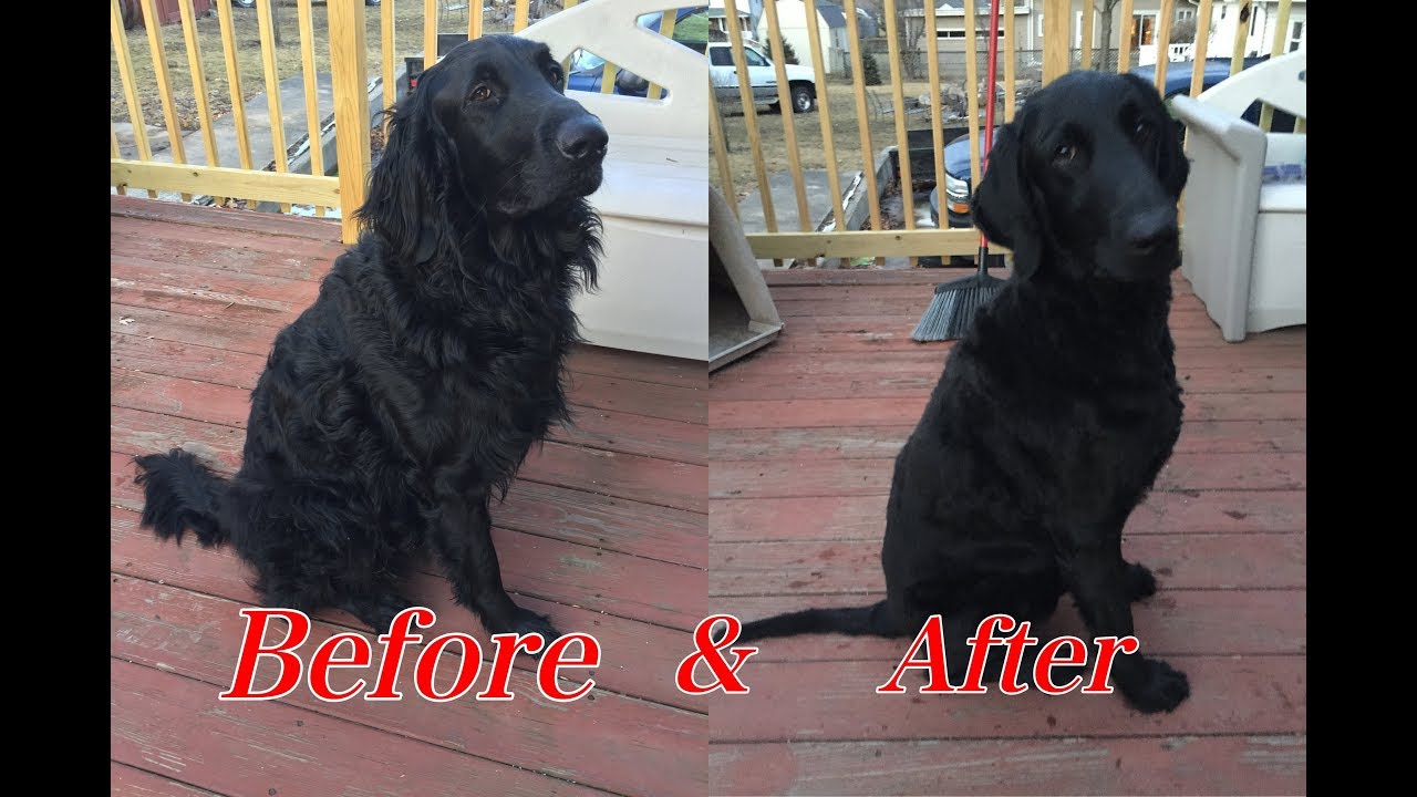 DIY Dog Grooming Goldendoodle D&K Vlog 2 YouTube