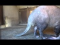 姫路市立動物園のツチブタ の動画、YouTube動画。