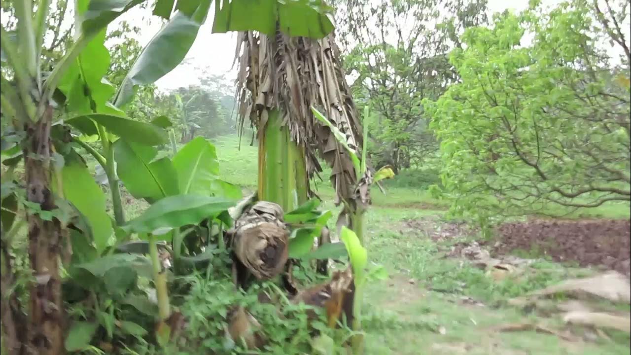 JUNTAK Usage of Bees for Pollination on Avocados Farm, and Avocado