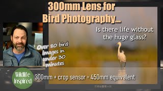 300mm Lens for Bird Photography, Can it Work?