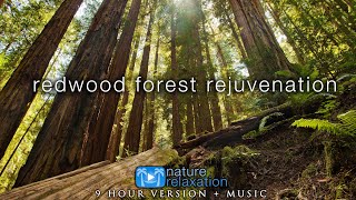 9 HOURS of Redwood Forest Rejuvenation in 4K   528HZ Music for Inner Peace, Stress Relief & Sleep 💚