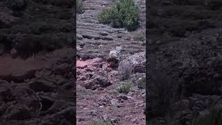 💥高原雪豹下山捕羊 成功干掉一只羊！Snow Leopard  Hunt Sheep #Animal 【跟着图尔去旅行】