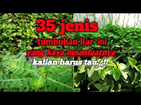 Video: Manfaat Kesehatan Goldenseal - Menanam Tanaman Goldenseal Di Taman