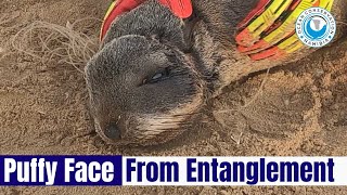 Seal's Face PUFFY From Tight Loop