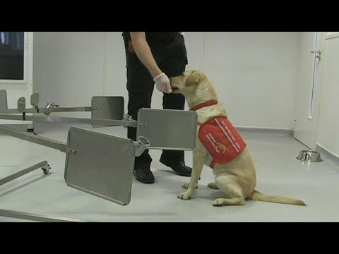 Video: Los Perros De Biodetección Podrían Olfatear COVID-19 En Viajeros Aéreos