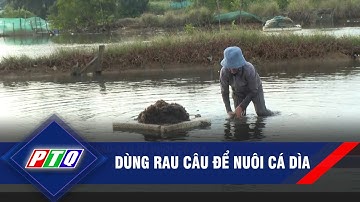 Dùng rau câu để nuôi cá dìa   | PTQ