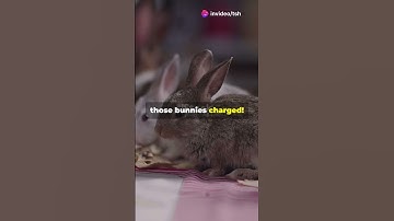 Napoleon vs The Rabbit Army