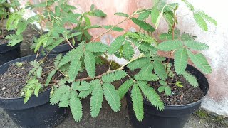 Transplanting Wild Touch Me Not Plants (Mimosa Pudica) to Pots