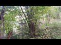 Гон быка лося. Потроллил охальника, заманил в кусты :)