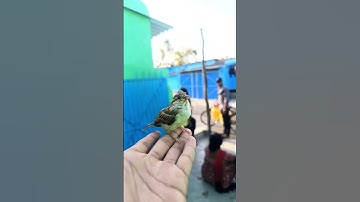 cute sparrow dance 🪩 🕊️#shorts #video #birds #funny