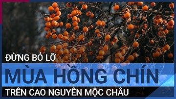 Đừng bỏ lỡ mùa hồng chín tuyệt đẹp trên cao nguyên Mộc Châu | VTC Tin mới