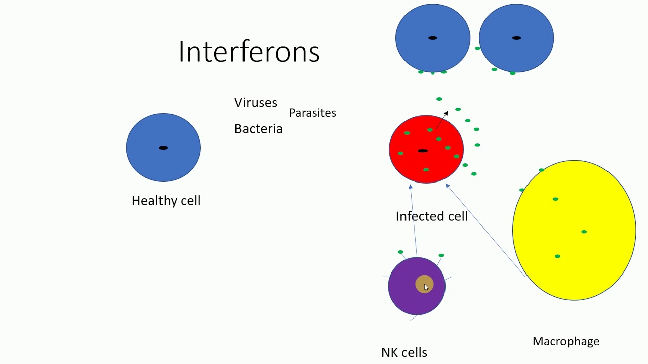 Interferons  Mechanism of Interferons  Functions of Interferons 