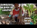 Macro propagation banana lakatan step by step tagalog tutorial tips gha agri tv