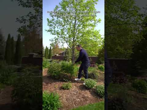 Video: Pioenskade - Maak beskadigde pioene in die tuin reg
