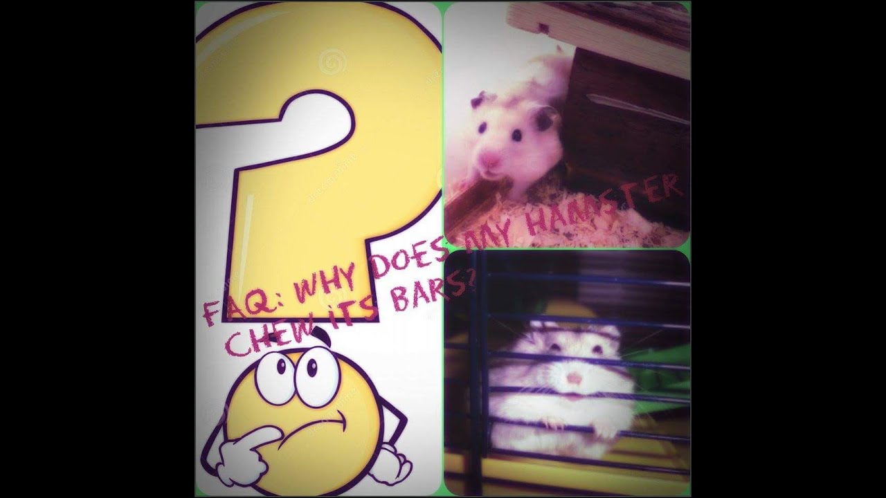 FAQ Why does my hamster chew its bars? YouTube