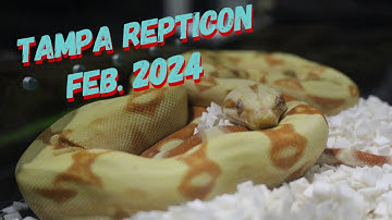 The Tampa Repticon 2/24/25