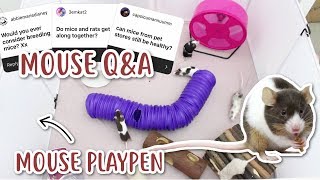 MOUSE PLAYPEN & ANSWERING YOUR MOUSE QUESTIONS
