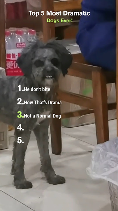 Top 5 Most Dramatic Dogs Ever! 🎭🐾