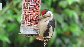 GREAT SPOTTED WOODPECKER   JUVENILE by Linda Hill 16 views 5 years ago 1 minute, 2 seconds