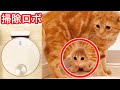 初めて掃除ロボを見た子猫の反応が可愛すぎた...【マンチカン】