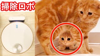 初めて掃除ロボを見た子猫の反応が可愛すぎた...【マンチカン】