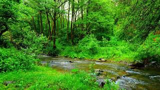 4K HDR Beautiful river flowing in the green forest. The relaxing sound of mountain river.